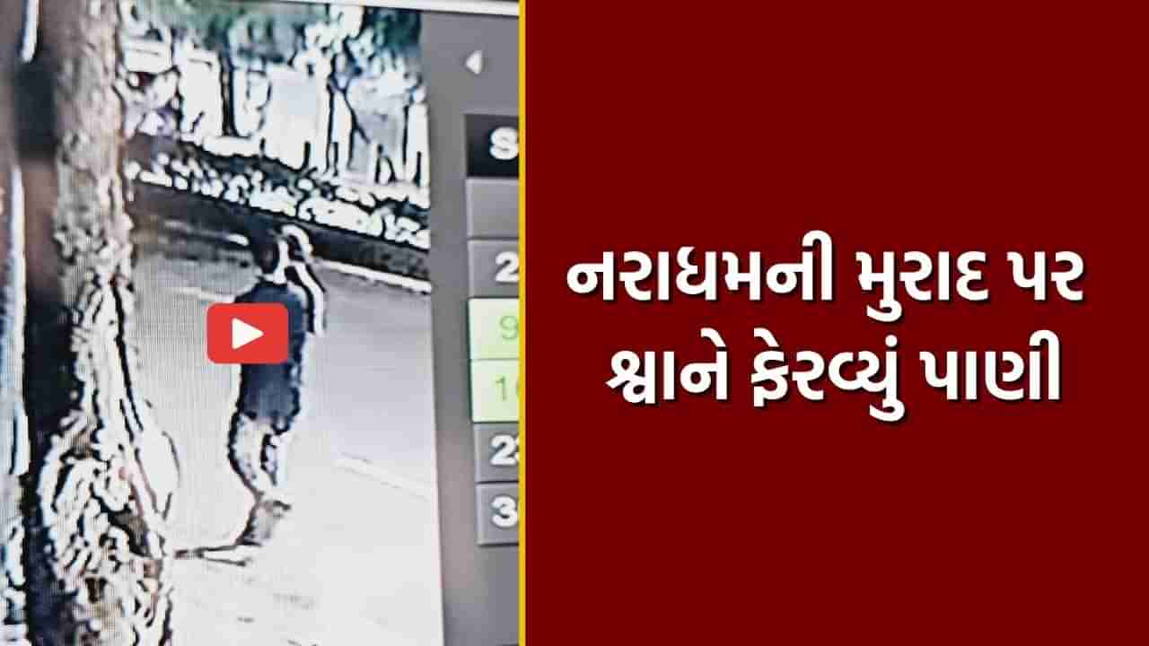 Video: નરાધમે કર્યું અઢી વર્ષની બાળકીનું અપહરણ, પરંતુ હેવાનની મુરાદ પર રખડતા શ્વાને ફેરવ્યું પાણી