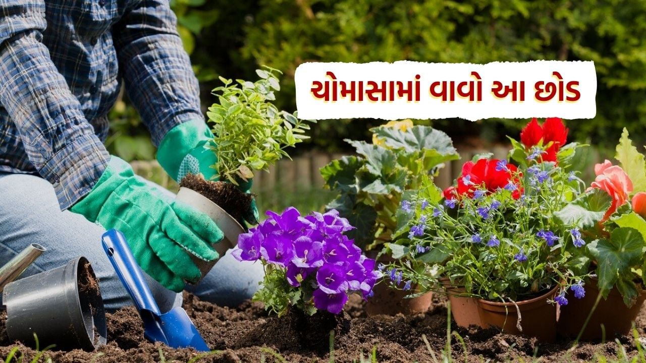 monsoon best plants grow at home gardening in rain (1)