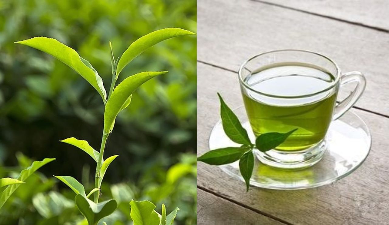 tea Plant pot 6