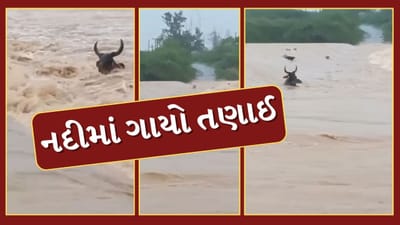 Kutch Video : અબડાસાની સ્થાનિક નદીઓમાં જોવા મળ્યો ધસમસતો પ્રવાહ, ગાયો, વીજપોલ સહિતની વસ્તુઓ પાણીમાં તણાઈ