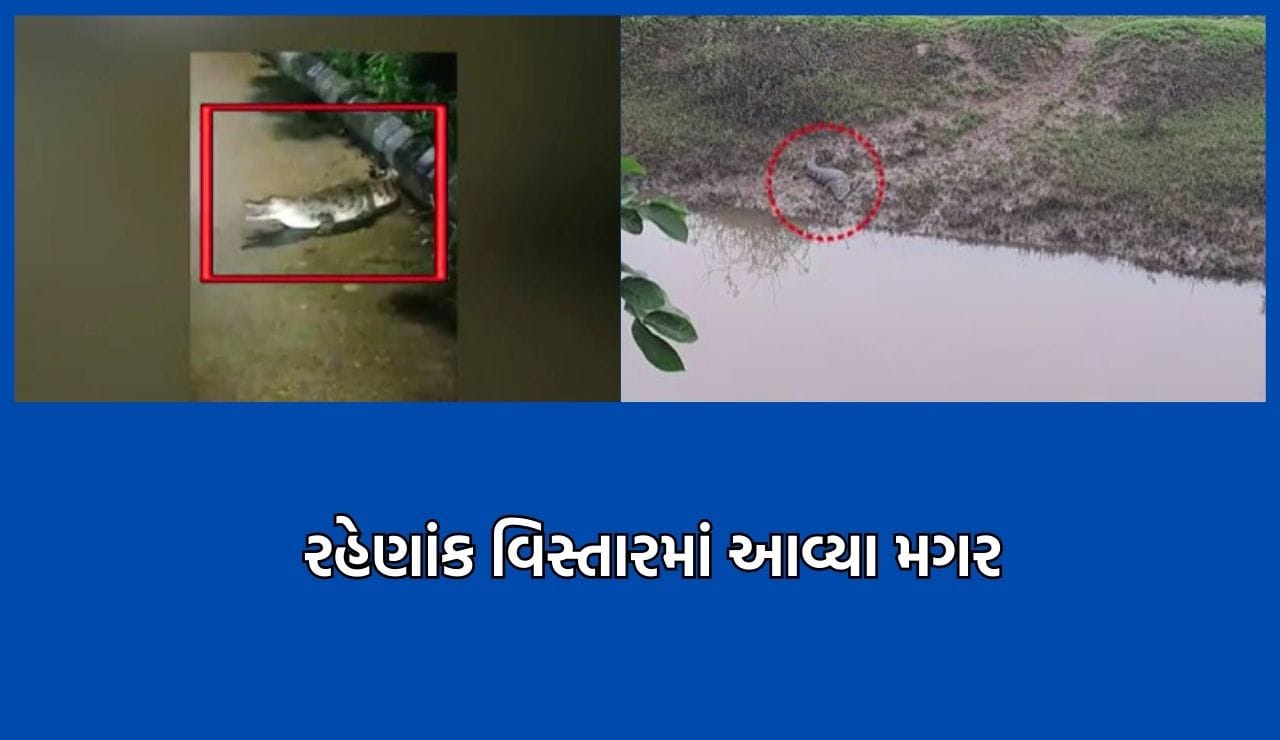 વડોદરામાં વિશ્વામિત્રી નદીનું જળસ્તર વધતા ખૂંખાર મગર રસ્તા પર લટાર મારતો દેખાયો - Video વડોદરામાં વિશ્વામિત્રી નદીનું જળસ્તર વધતા ખૂંખાર મગર રસ્તા પર લટાર મારતો દેખાયો - Video