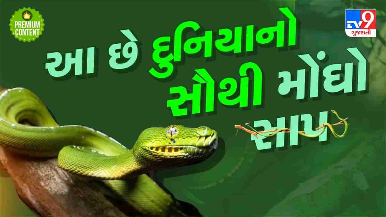 આ છે દુનિયાનો સૌથી મોંઘો સાપ, કિંમત એટલી છે કે અમદાવાદમાં ખરીદી શકાય 2થી 3 બંગલા