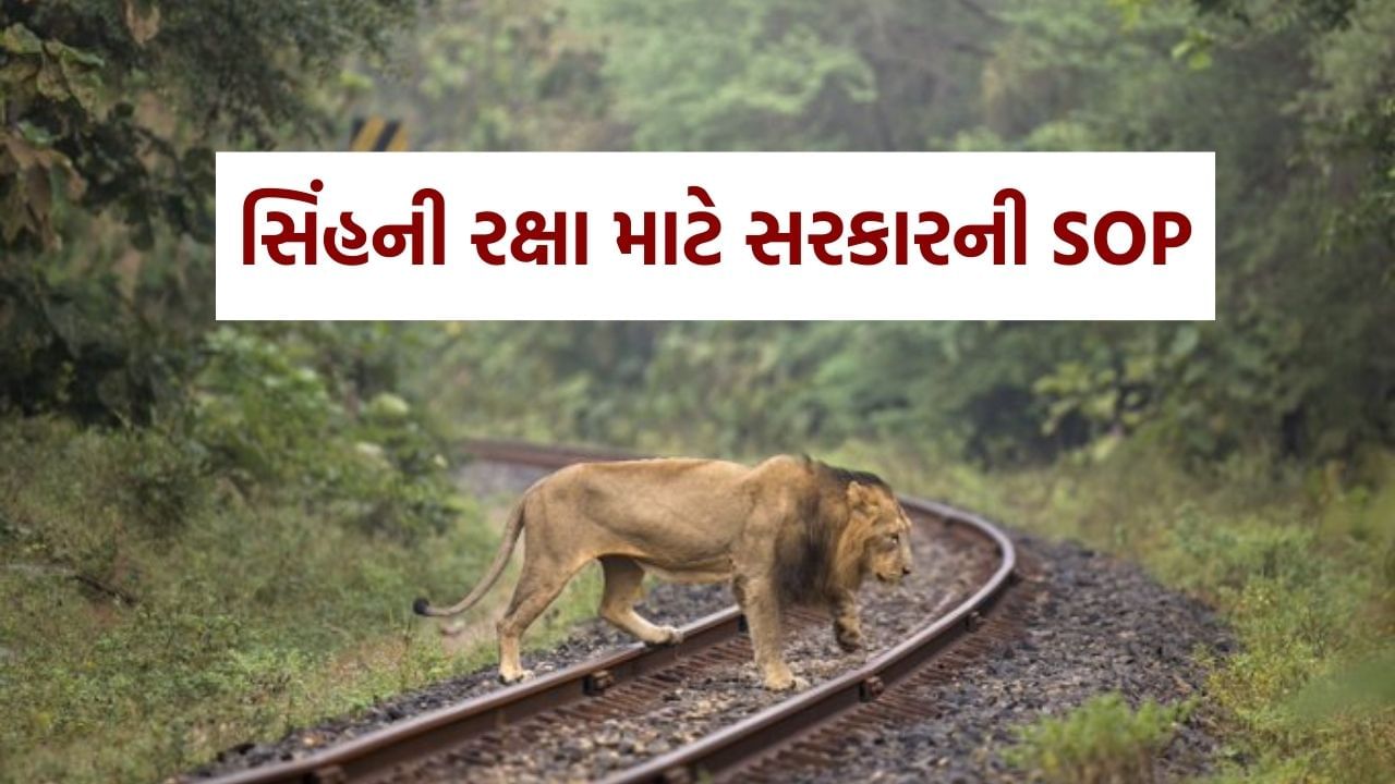 Video : રેલવે ટ્રેક પર થતાં સિંહોના મોત રોકવા સરકારનો એક્શન પ્લાન, જંગલ વિસ્તારમાંથી પસાર થતી ટ્રેનો માટે લેવાયો આ નિર્ણય