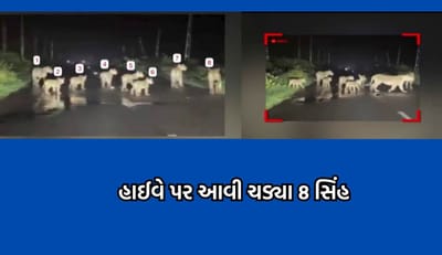 અમરેલી: ખાંભા નાગેશ્રી સ્ટેટ હાઈવે પર લટાર મારતા જોવા મળ્યા પાંચ સિંહબાળ અને ત્રણ સિંહણ- જુઓ Video