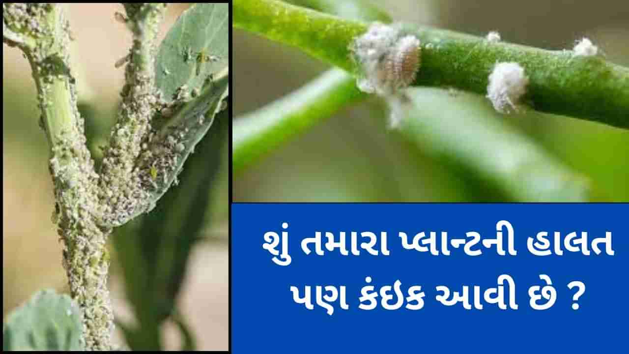 Plant care : છોડને ફૂગથી બચાવવા માટે ઘરે જ તૈયાર કરો આ સ્પ્રે