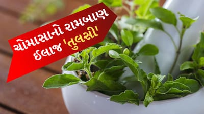 ભારતમાં મોટાભાગના ઘરોમાં તુલસીનો છોડ છે. આ છોડને તેના ઔષધીય ગુણોના કારણે આયુર્વેદમાં ખૂબ જ ફાયદાકારક ગણાવવામાં આવ્યો છે. તુલસીના પાનને સીધા જ ખાવા ઉપરાંત તેનો ઉકાળો બનાવીને, ચામાં ઉમેરીને, પાવડર બનાવીને, તુલસીનું પાણી વગેરે બનાવીને તેનું સેવન કરી શકાય છે. તુલસીને વાત, કફ અને પિત્તને ઘટાડવામાં અસરકારક માનવામાં આવે છે. તેથી તુલસી તમને વરસાદની મોસમમાં ઘણી સ્વાસ્થ્ય સમસ્યાઓથી મુક્તિ અપાવી શકે છે.
