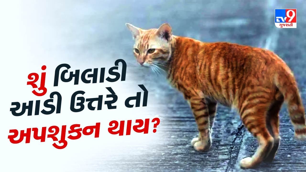 શું બિલાડીનું રડવું અશુભ છે ? બિલાડી તમારો રસ્તો ઓળંગે તો અપશુકન થાય ? જાણો માન્યતા પાછળના વૈજ્ઞાનિક તથ્યો