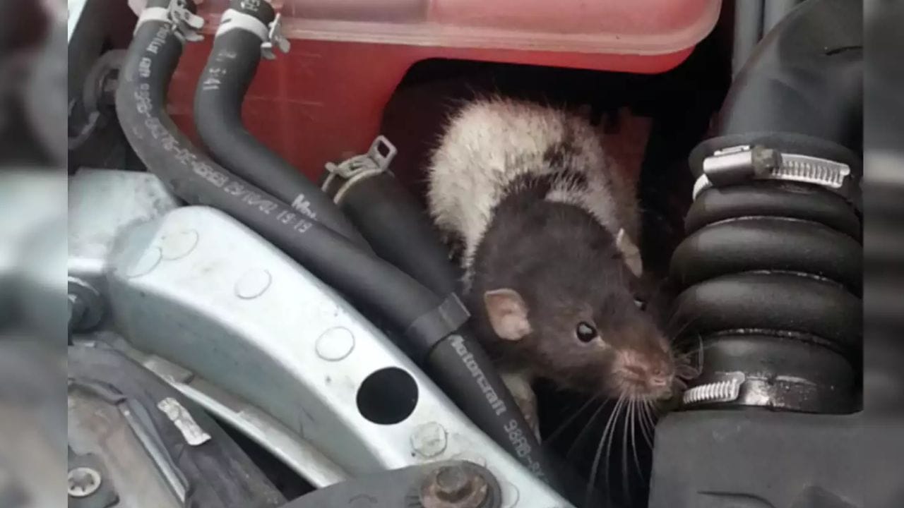 બીજી મહત્વની વાત એ છે કે કારને ઝાડીઓ કે ડસ્ટબીન વગેરે પાસે પાર્ક ન કરો, જો તમે આવું કરશો તો તમારી કારમાં ઉંદરો ઘૂસી શકે છે.
