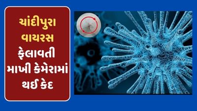 ચાંદીપુરા વાયરસનો ખૌફ ફેલાવતી માખી કેમેરામાં થઈ કેદ, સામે આવ્યો Video ચાંદીપુરા વાયરસનો ખૌફ ફેલાવતી માખી કેમેરામાં થઈ કેદ, સામે આવ્યો Video