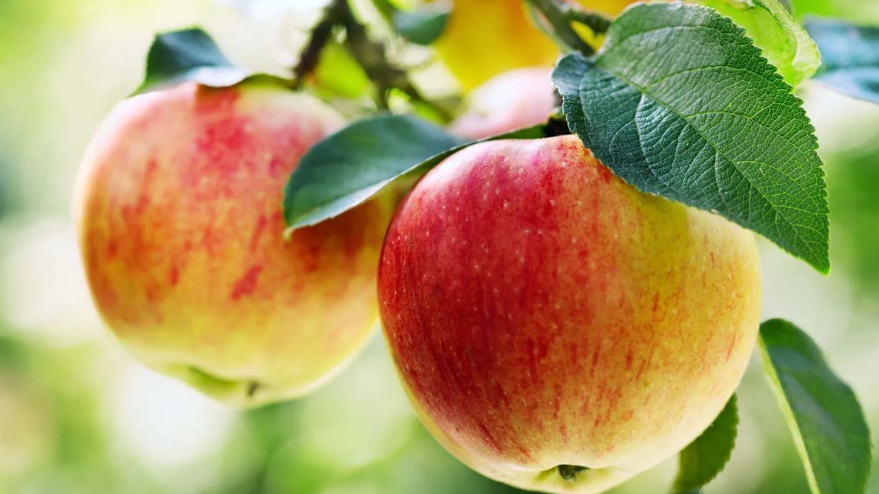 દિલ : રોજ સફરજન ખાવાથી તમારું હૃદય સ્વસ્થ રહે છે. તેમાં પોટેશિયમ હોય છે જે બ્લડ પ્રેશરને નિયંત્રણમાં રાખવામાં મદદ કરે છે. તેનું સેવન ખરાબ કોલેસ્ટ્રોલ ઘટાડવામાં પણ મદદ કરે છે. સફરજનમાં ઘણા શક્તિશાળી એન્ટીઑકિસડન્ટ હોય છે જે મુક્ત રેડિકલને રોકવામાં મદદ કરે છે.
