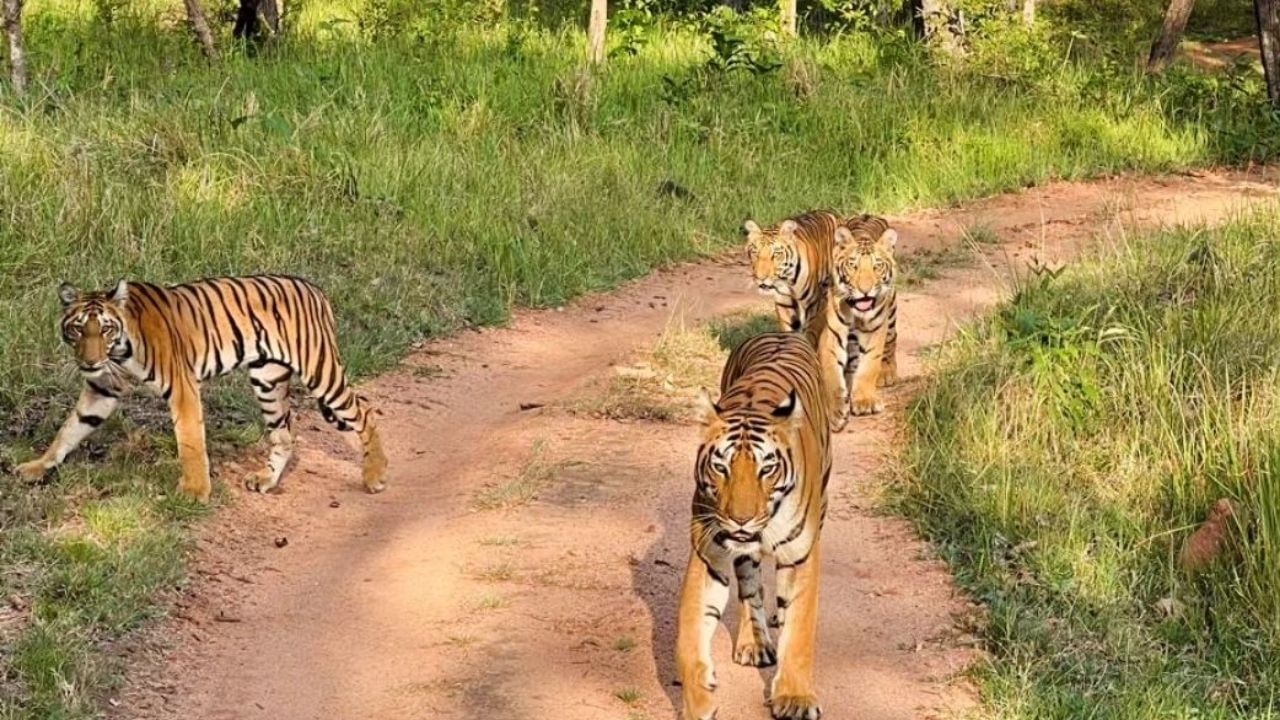 સતપુરા નેશનલ પાર્ક મધ્યપ્રદેશના હોશંગાબાદ જિલ્લામાં આવેલું છે. સતપુરા રેંજ સતપુરા રાષ્ટ્રીય ઉદ્યાનને સંપૂર્ણપણે ઘેરી લે છે. તમે પ્રાણીઓ અને પ્રકૃતિ બંનેને જોવા માટે સફારી પર પણ જઈ શકો છો.