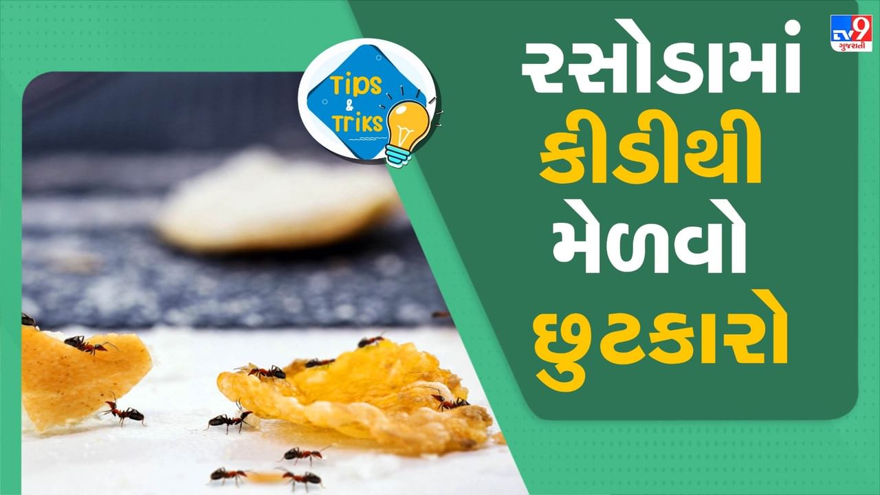 kitchen Cleaning Tips : વરસાદની મોસમમાં જંતુઓ એક્ટિવ બને છે. ખાસ કરીને ઘરના ખૂણામાંથી લાલ કીડીઓ બહાર આવવા લાગે છે. રસોડામાં ખાવાની થોડી વસ્તુ પણ ઢોળાય તો લાલ કીડીઓનો ઢગલો દેખાય છે. આવી સ્થિતિમાં વરસાદની મોસમમાં આ કીડીઓથી છુટકારો મેળવવા માટે આ પદ્ધતિઓ અપનાવી શકાય છે.
