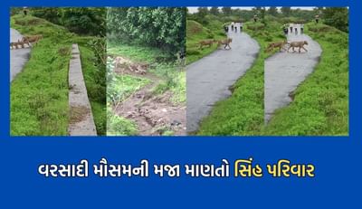 અમરેલી: ખાંભામાં વરસાદી મૌસમની મજા માણવા નીકળ્યો સિંહ પરિવાર - જુઓ Video