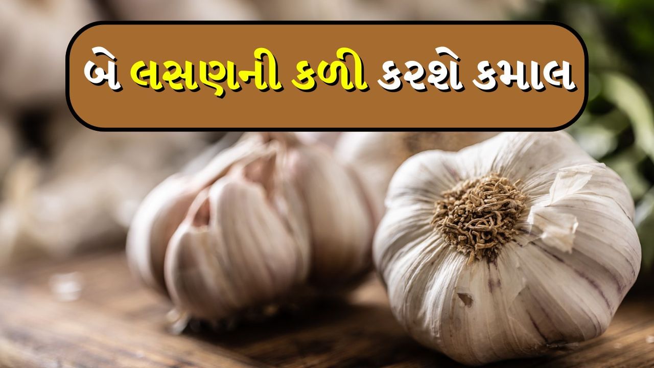 Garlic Benefits  : રસોડામાં મસાલા તરીકે ઉપયોગમાં લેવાતા લસણમાં અસંખ્ય ગુણો છે, તેથી તેનો ઉપયોગ માત્ર ભોજનનો સ્વાદ વધારવા માટે જ નથી થતો, આ ઉપરાંત તેને ઔષધિ પણ માનવામાં આવે છે. તેમાં સેલેનિયમ, કેલ્શિયમ, મેંગેનીઝ, ફોલેટ, થાઈમીન, નિયાસિન, વિટામિન સી, ઝિંક, પોટેશિયમ વગેરે જેવા ઘણા પોષક તત્વો હોય છે. જે તમારા સ્વાસ્થ્યને ઘણી રીતે ફાયદો કરે છે અને તમને સ્વાસ્થ્ય સમસ્યાઓથી દૂર રાખે છે. શું તમે જાણો છો કે ચોમાસામાં દરરોજ સવારે લસણની બે કળી ખાશો તો શું થશે?
