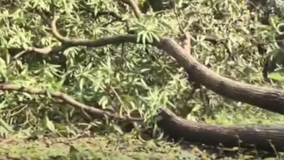 નવસારી: વરસાદી માહોલે વેર્યો વિનાશ, ગણદેવીમાં વાવાઝોડાથી સેંકડો વૃક્ષ ધરાશાયી, જુઓ વીડિયો