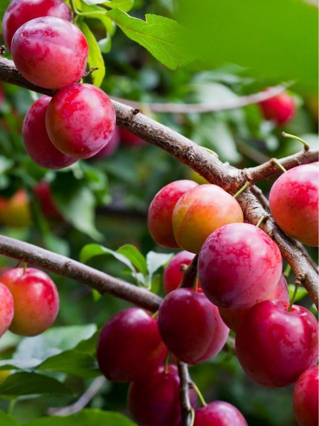 Plum : ચોમાસાનું ફળ છે આલુબુખારા , પરંતુ આ લોકોએ ન ખાવું જોઈએ – Tv9 ...