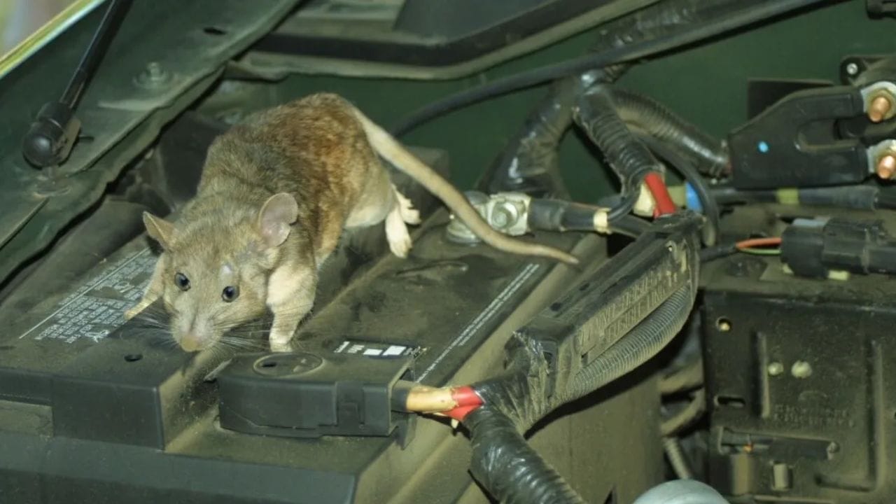 ત્રીજી મહત્વની વાત બજારમાં કેટલાક એવા સ્પ્રે ઉપલબ્ધ છે જે તમારી કારથી ઉંદરોને દૂર રાખવાનું કામ કરે છે. કારની નીચે, બોનેટ કે આગળની ગ્રીલ વગેરેમાંથી ઉંદર તમારી કારમાં ગમે ત્યાંથી પ્રવેશી શકે છે. કારના બોનેટ, બૂટ સ્પેસ અને જ્યાં તમને લાગે કે ઉંદરો તમારી કારમાં પ્રવેશી શકે છે ત્યાં સ્પ્રે કરો.
