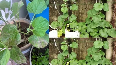 ઘણી વખત બીજ કે છોડ ઉગાડીએ ત્યારે છોડ સારી રીતે ઉગતો નથી. છોડ ઉગાડતા પહેલા ખાસ ધ્યાન રાખવાનું કે ઉત્તમ ગુણવત્તા વાળી બીજ દુકાનમાંથી લાવવા અથવા તો છોડને નર્સરીમાંથી લાવુ જોઈએ.