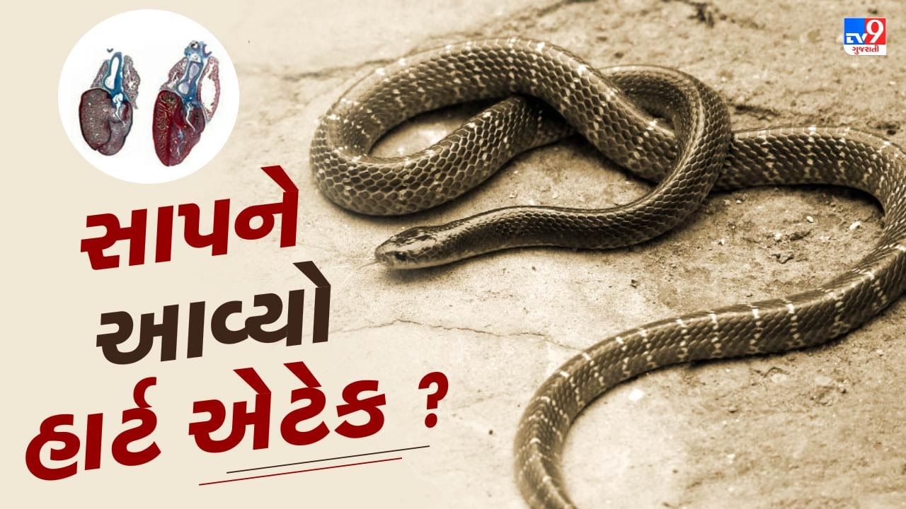 શું સાપને પણ આવે છે હાર્ટ એટેક ? મોતના વીડિયો પર ઉઠી રહ્યા છે સવાલ