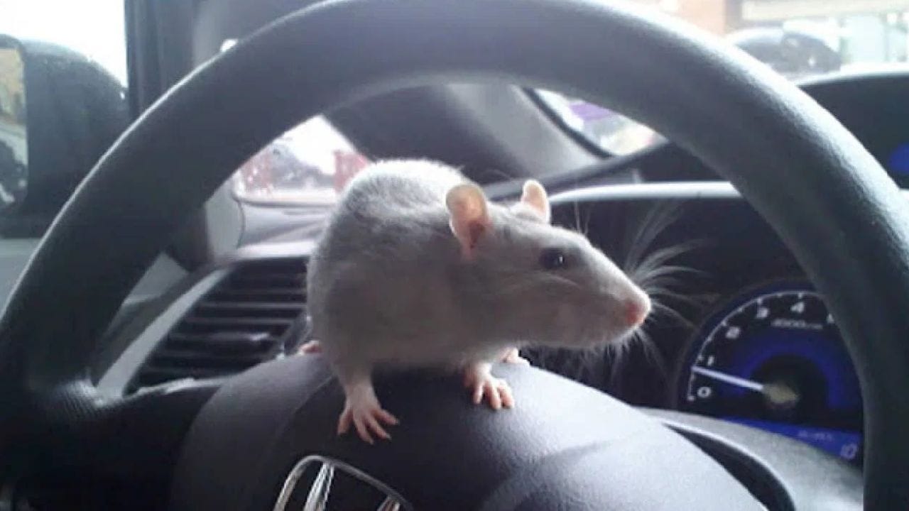 ચોથી મહત્વની વાત, Rat Repellent મશીન પણ માર્કેટમાં ઉપલબ્ધ છે, આ મશીન અલ્ટ્રાસોનિક અવાજ બહાર કાઢે છે જે ઉંદરો સહન કરી શકતા નથી અને તમારી કારથી દૂર રહે છે.
