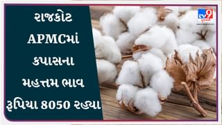 રાજકોટ APMCમાં કપાસના મહત્તમ ભાવ રૂપિયા 8050 રહ્યા, જાણો જુદા-જુદા પાકના ભાવ