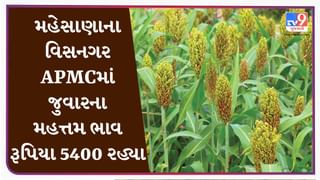 મહેસાણાના વિસનગર APMCમાં જુવારના મહત્તમ ભાવ રૂપિયા 5400 રહ્યા, જાણો જુદા-જુદા પાકના ભાવ