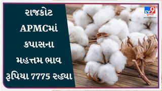 રાજકોટ APMCમાં કપાસના મહત્તમ ભાવ રૂપિયા 7775 રહ્યા, જાણો જુદા-જુદા પાકના ભાવ