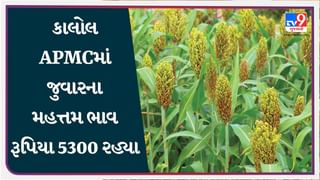 કાલોલ APMCમાં જુવારના મહત્તમ ભાવ રૂપિયા 5300 રહ્યા, જાણો જુદા-જુદા પાકના ભાવ