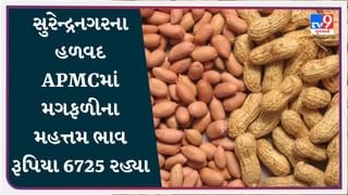 સુરેન્દ્રનગરના હળવદ APMCમાં મગફળીના મહત્તમ ભાવ રૂપિયા 6725 રહ્યા, જાણો જુદા-જુદા પાકના ભાવ