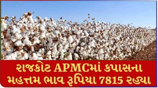 રાજકોટ APMCમાં કપાસના મહત્તમ ભાવ રૂપિયા 7815 રહ્યા, જાણો જુદા-જુદા પાકના ભાવ