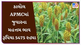 કાલોલ APMCમાં જુવારના મહત્તમ ભાવ રૂપિયા 5475 રહ્યા, જાણો જુદા-જુદા પાકના ભાવ