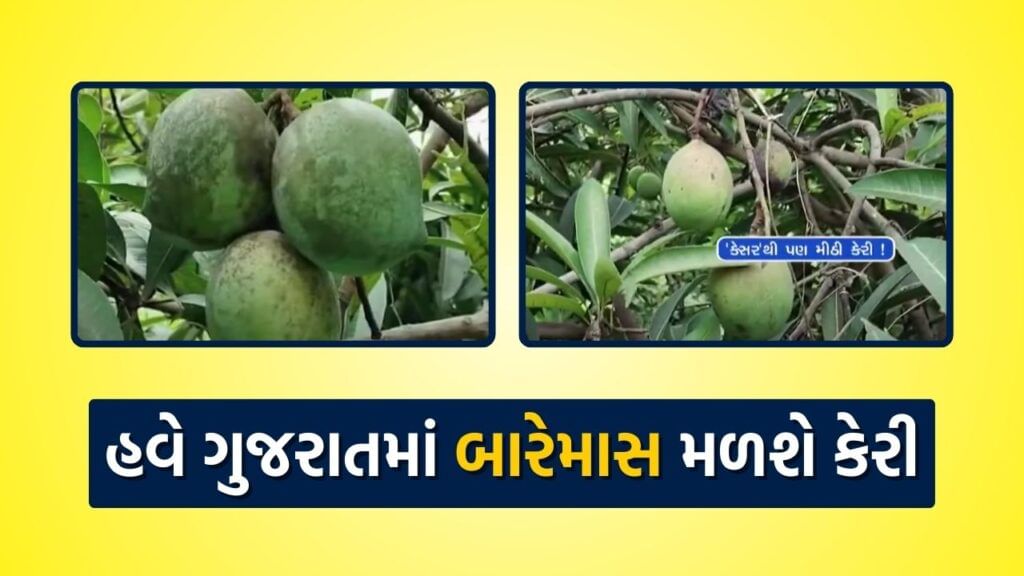 Amreli specialities of Panchratna Mango