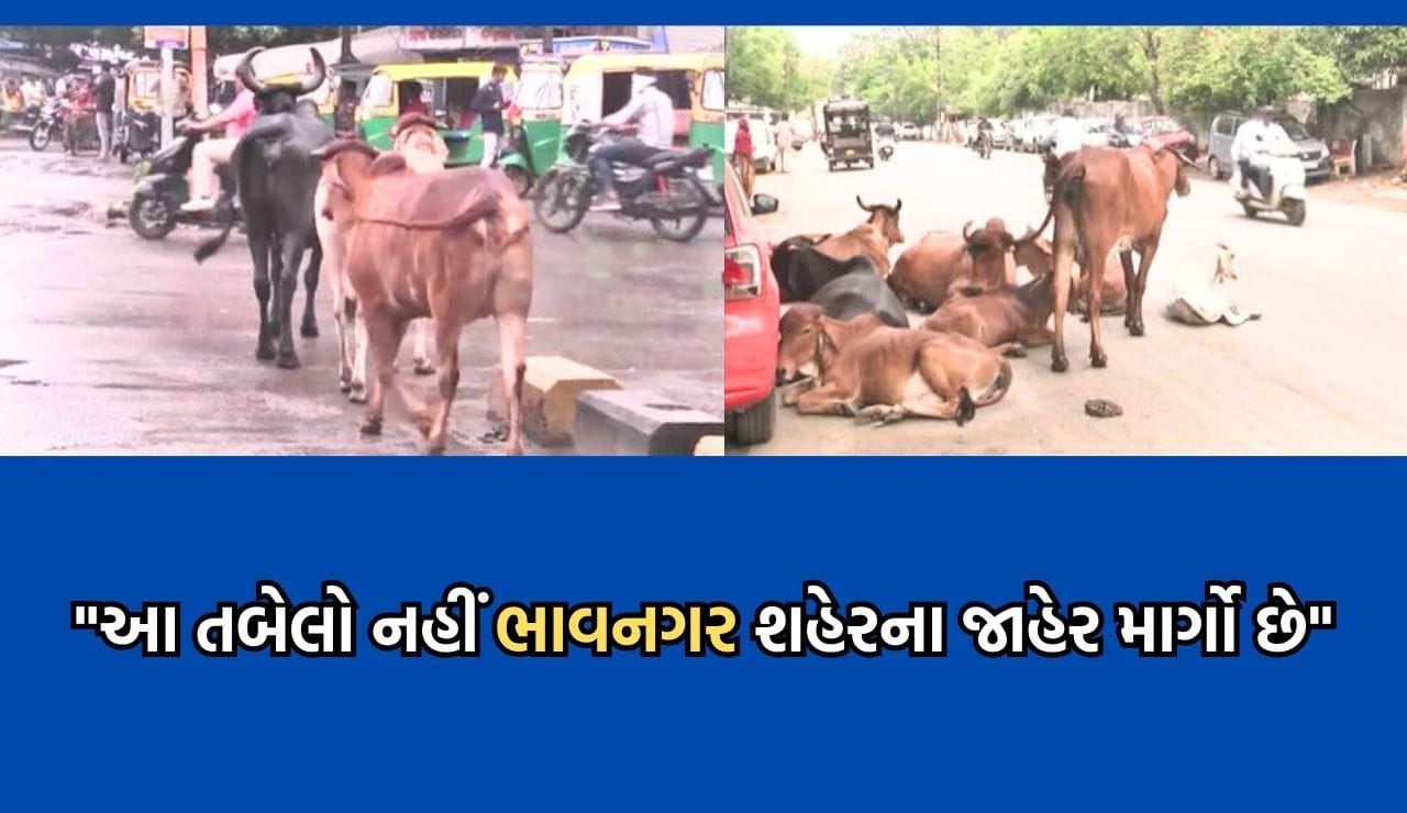 હવે તંત્ર કંઈ સામુ જુએ તો સારુ: ભાવનગરમાં બિસમાર રસ્તા અને રખડતા ઢોરની સમસ્યાએ મુકી માઝા- જુઓ Video હવે તંત્ર કંઈ સામુ જુએ તો સારુ: ભાવનગરમાં બિસમાર રસ્તા અને રખડતા ઢોરની સમસ્યાએ મુકી માઝા- જુઓ Video