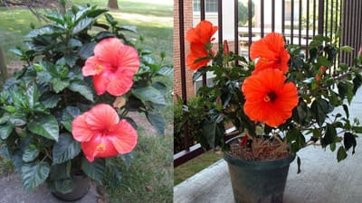 જાસુદનું ફુલ ગણેશજીને ખૂબ જ પ્રિય છે. જાસુદના ફુલની ચા પીવાથી પણ શરીરમાં અનેક લાભ થાય છે. આ છોડને ઘરે ઉગાડવો ખૂબ જ સરળ છે. 