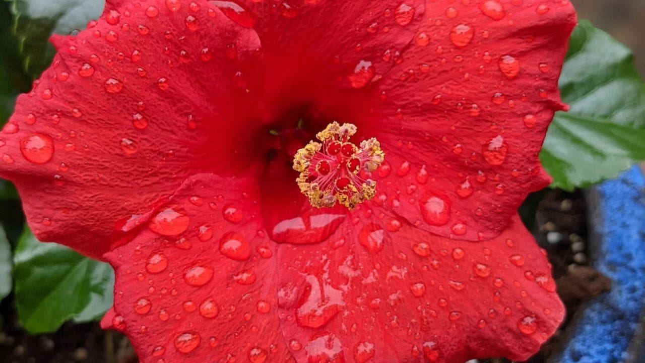 તેમજ મહિનામાં એક વખત જાસુદના છોડમાં છાણિયુ ખાતર નાખો. જેથી છોડની વૃદ્ધિ સારી થાય. હવે થોડાક જ મહિનાઓમાં છોડ પર ફૂલ ઉગવા લાગશે.  ( આ માહિતી માત્ર જાણકારી માટે આપવામાં આવે છે.આ અંગે કૃષિ નિષ્ણાતોની સલાહ લેવી )