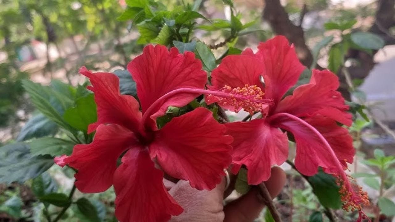 તમે જાસુદનો છોડ કટિંગ અને બીજ બંન્ને દ્વારા ઉગાડી શકો છો. જાસુદનો છોડ ઉગાડવા માટે જાસુદની ડાળી લો. તેની નીચેના 4 થી 5 પાનને દૂરી કરી કૂંડામાં 3-4 ઈંચની ઉંડાઈએ રોપી તેના ઉપર માટી ઢાંકી દો. 