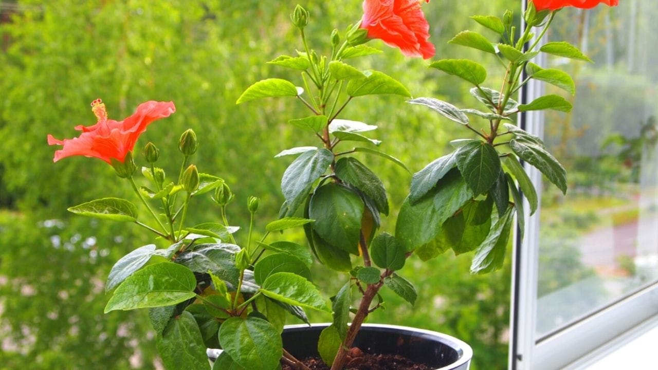 જાસુદનો છોડ ઘરે ઉગાડવા માટે સૌથી પહેલા એક મોટુ કૂંડુ લો.ધ્યાન રાખો કે તેના તળિયામાં છિદ્ર હોય.  ત્યારબાદ તેમાં સારી ગુણવત્તાવાળી માટી ભરો. માટીમાં છાણિયુ ખાતર કોકોપીટ ઉમેરીને બરાબર મિક્સ કરો. 