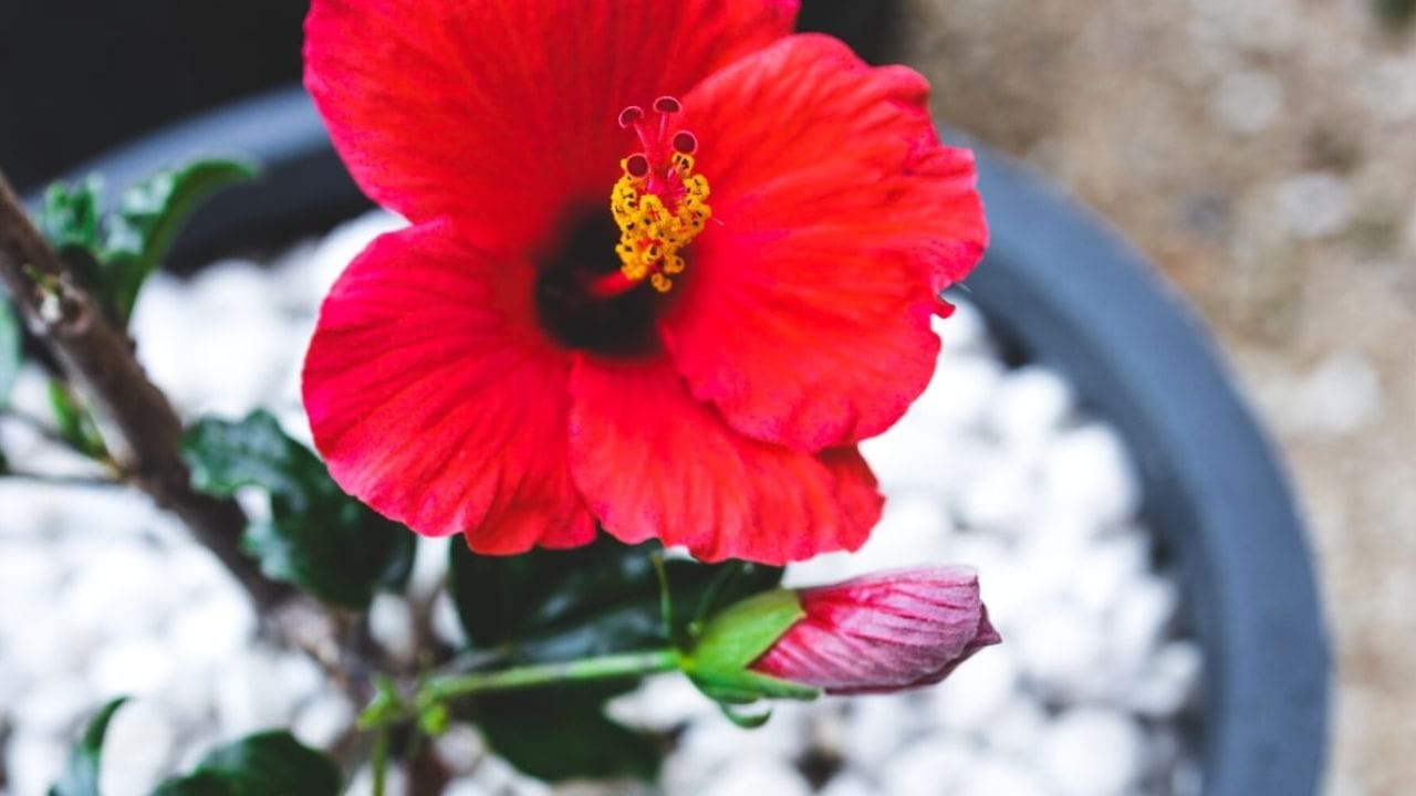 આ છોડને નિયમિત પાણી આપો. તેમજ છોડને પૂરતા પ્રમાણમાં સૂર્યપ્રકાશ મળે તેનું ખાસ ધ્યાન રાખવુ જોઈએ. છોડને રોગથી બચાવવા માટે જંતુનાશક દવા અથવા લીમડાના તેલનો છંટકાવ કરી શકો છો. 