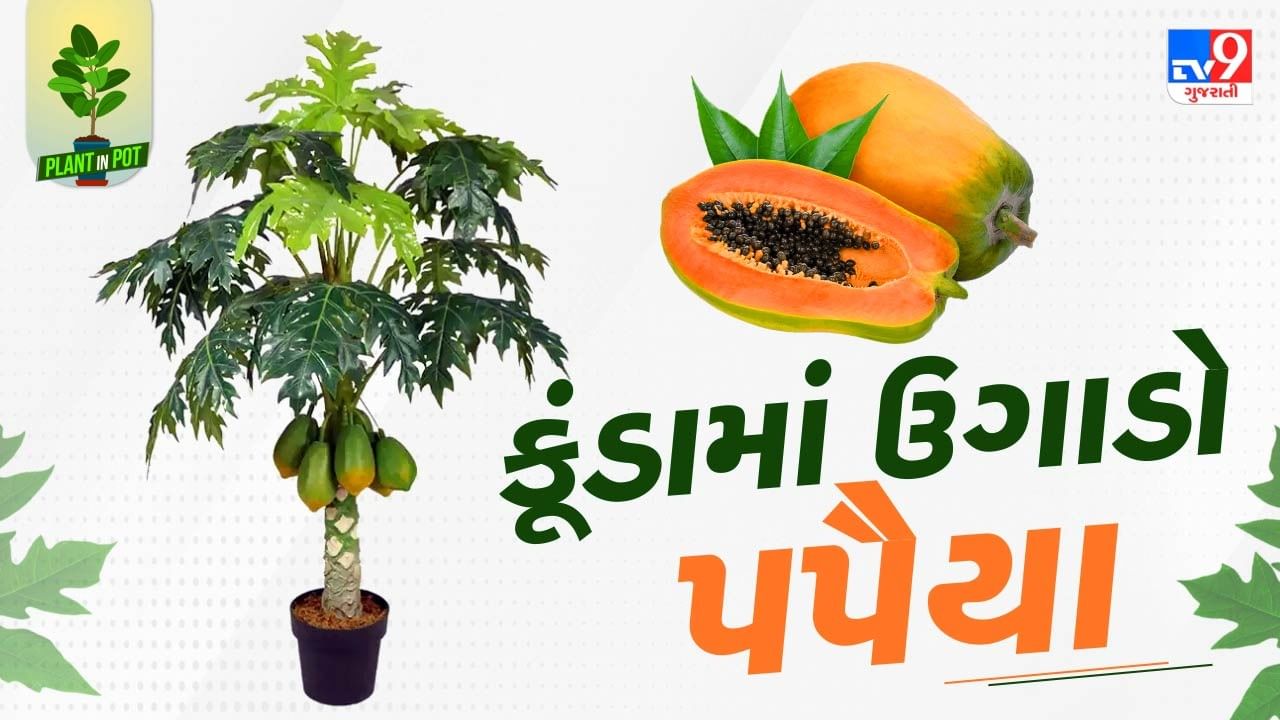 પપૈયાના પ્લાન્ટમાં 2 દિવસે એક વાર પાણી આપો. તેમજ આ કૂંડાને સૂર્યપ્રકાશ મળે તેવી જગ્યાએ રાખો. તમે પપૈયાના પ્લાન્ટ પર જીંતુનાશક દવાને છાંટી શકો છો. તમે  લીમડાના તેલનો પણ છંટકાવ કરી શકો છો.