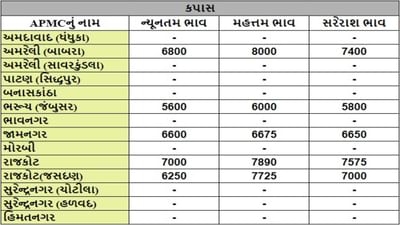 કપાસના તા.14-08-2024ના રોજ APMCના ભાવ રૂ.5600 થી 8000 રહ્યા.