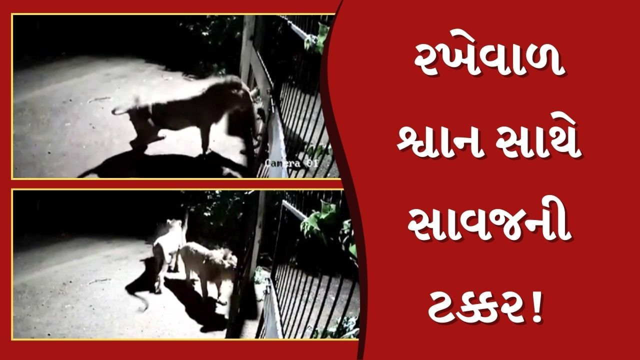 Amreli News : સાવરકુંડલા પંથકમાં આવેલી ગૌશાળા પાસે શ્વાન અને સાવજની અથડામણ, ઘટના CCTVમાં કેદ, જુઓ Video