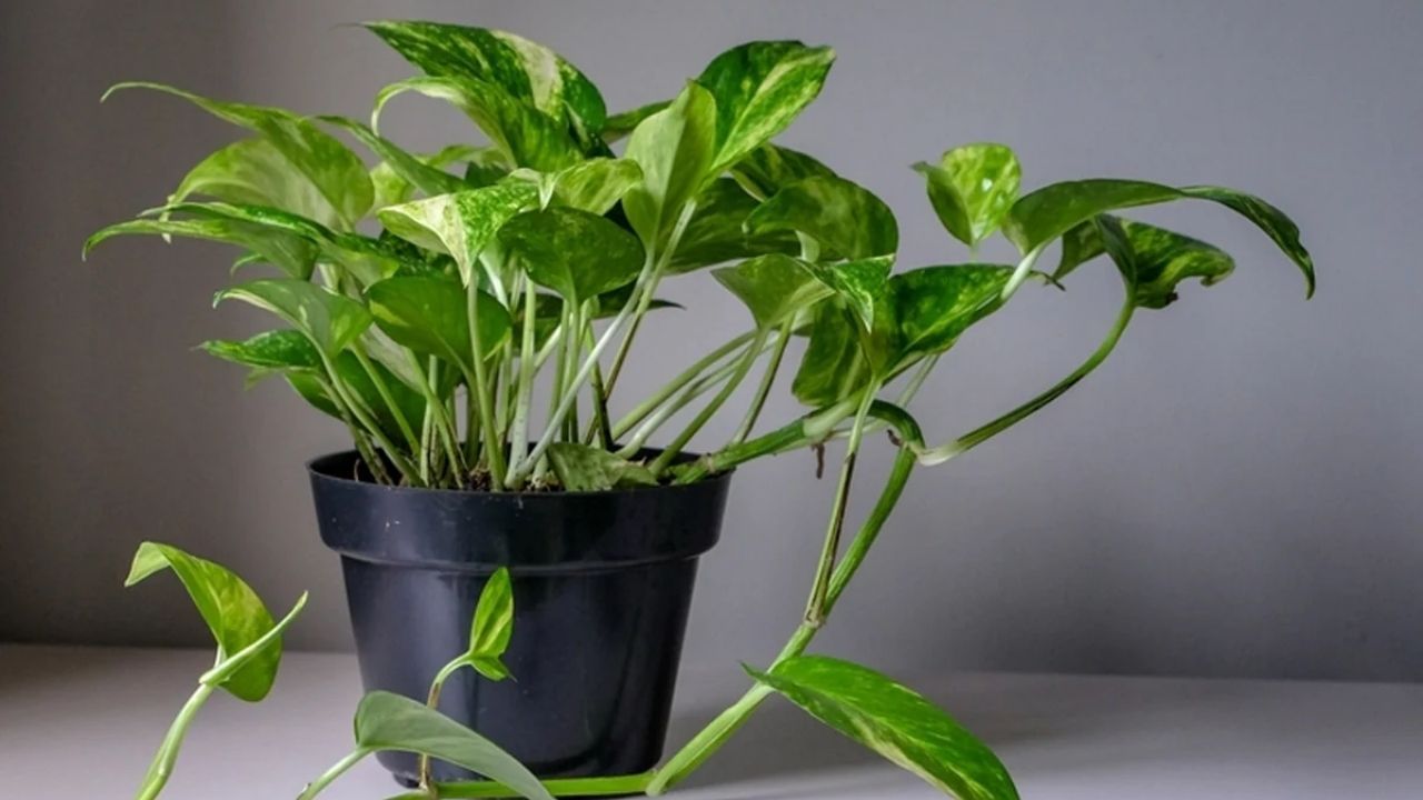 Money Plant News (1)