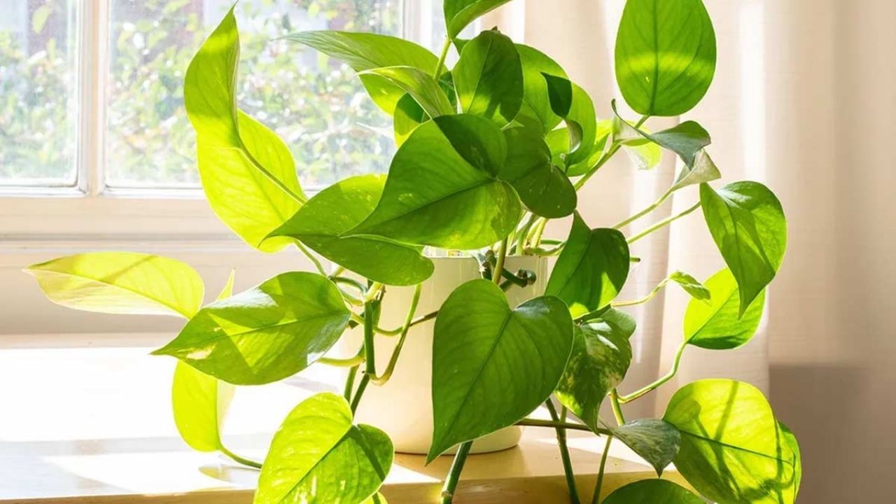 Money Plant News (4)