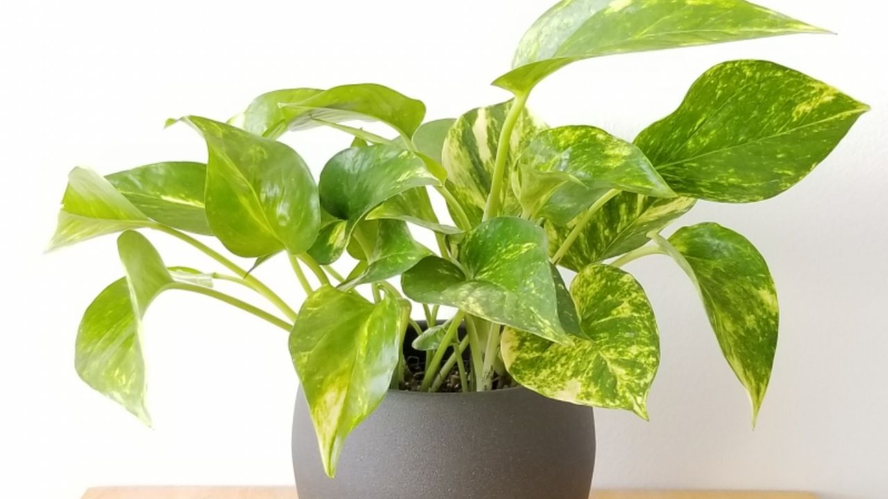 Money Plant News (5)