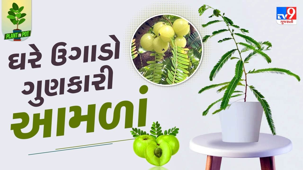 આમળાંના છોડને ઘરે ઉગાડવા માટે સૌથી પહેલા નજીકની નર્સરીમાંથી તેનો છોડ ખરીદો. તમે આમળાંના બીજ દ્વારા પણ છોડ ઉગાડી શકો છો. પરંતુ તેને ફળ આવવામાં ઘણો સમય લાગે છે.ઘરે આમળાંનો છોડ ઉગાડવા માટે સૌથી પહેલા એક મોટું કૂંડુ લો. તેમાં કાળી માટી, રેતી અને છાણિયુ ખાતર ભેળવીને મિક્સ કરો. ત્યારબાદ તેમાં પાણી નાખો. 