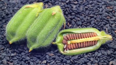 તલમાં અનેક પ્રકારના પોષણતત્વો સમાયેલા હોય છે. તેનું સેવન કરવાથી અઢળક લાભ થાય છે. આ ઔષધીય ગુણ ધરાવતા તલને તમે આ સરળ ટીપ્સથી ઘરે જ ઉગાડી શકો છો.