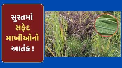 વરસાદ બાદ સુરતમાં સફેદ માખીનો આંતક ! ખેડૂતોના મોટાભાગના પાકને કર્યા નષ્ટ, જુઓ-Video