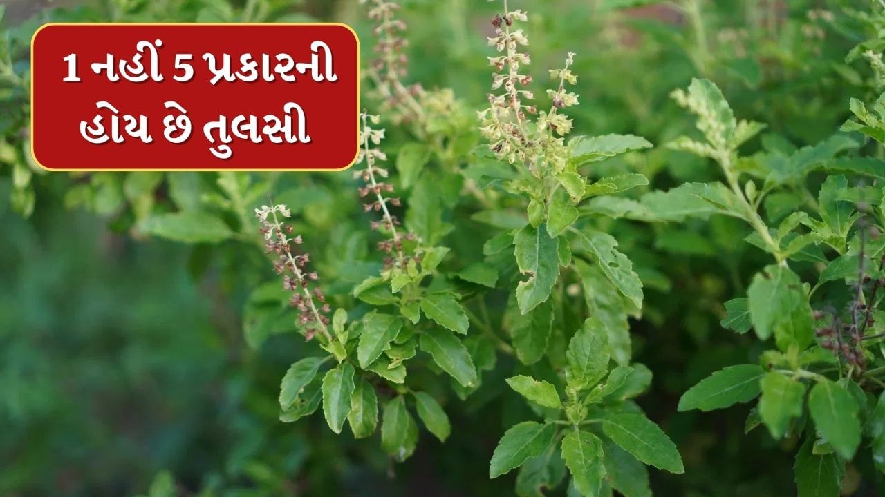 રામ તુલસી : આ તુલસીના પાંદડા લીલા રંગના હોય છે. તેને શ્રી તુલસી અને લકી તુલસી તરીકે પણ ઓળખવામાં આવે છે. આ તુલસીનો ઉપયોગ પૂજામાં થાય છે. મોટાભાગના ઘરોમાં માત્ર રામ તુલસી જ જોવા મળે છે. તેના પાન સ્વાદમાં થોડાક મીઠા હોય છે. તેને ઉજ્જવલ તુલસી તરીકે પણ ઓળખવામાં આવે છે.