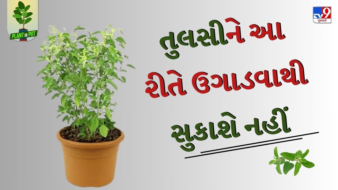 તુલસીનો એક ઔષધિ છે. તેનું સેવન કરવાથી શરીરમાં અનેક લાભ થાય છે. આમ તો તુલસીના છોડને ઉગાડવામાં વધુ મહેનત લાગતી નથી. તેમજ તુલસીનો છોડ સરળતાથી ઉગી પણ જાય છે.પરંતુ કેટલીક વખત નાની ભૂલના કારણે છોડ સુકાઈ જતો હોય છે. 