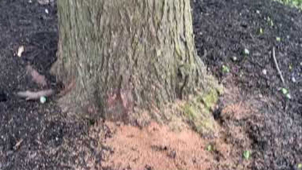 જ્યારે તમે કીડીયારુ પુરવા માટે ખાંડ, લોટ કે બ્રેડના ટુકડા ઝાડના મુળ એટલે કે થડની પાસે નાખો છો. ત્યારે ઝાડની નીચે કીડીના દર બનાવે છે.